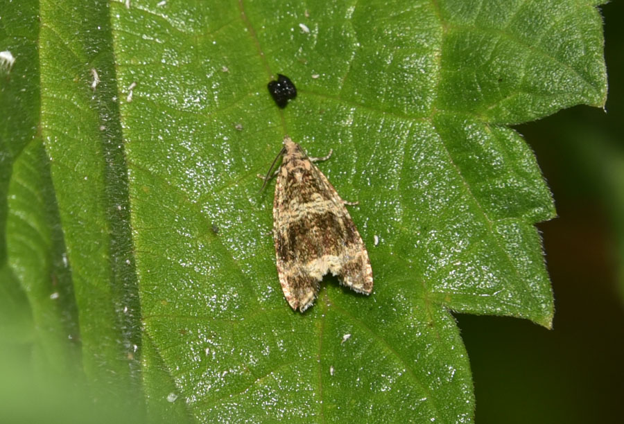 Celypha lacunana ?